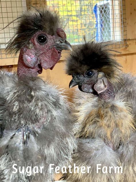 Showgirl Silkies for Sale 